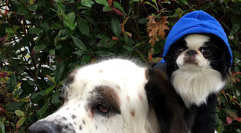 Sunt cei mai simpatici 2 catei! Asta mic il foloseste pe Saint Bernard pe post de vehicul de transport! Imaginile simpatice cu ei impreuna