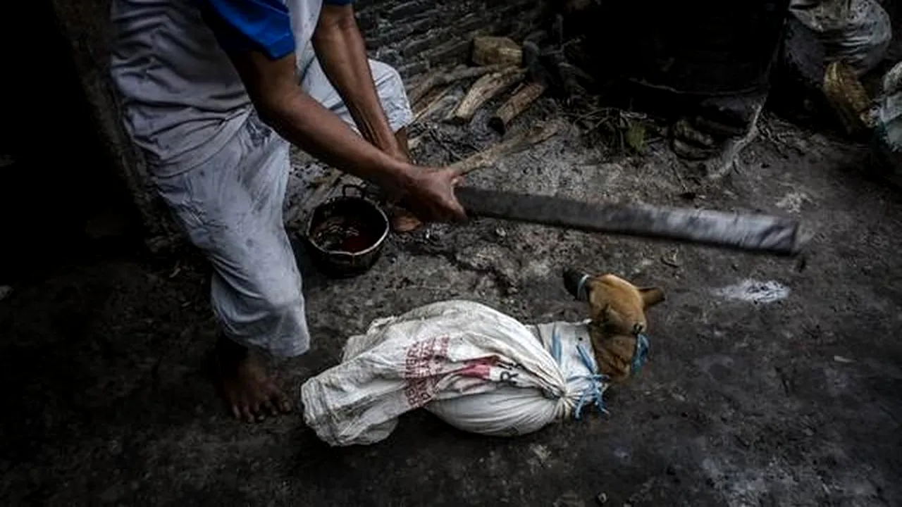 Caini, macelariti si mancati in Indonesia! 