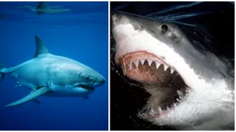 Marea Britanie si Irlanda vor fi invadate de rechini albi. Anuntul facut de specialisti