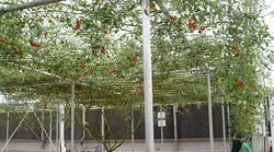 Galerie foto - Poza #3
