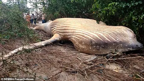 Balena uriasa de 15 metri si 10 tone gasita moarta IN JUNGLA amazoniana! Nimeni nu intelege cum a ajuns acolo! Imaginile sunt bulversante video