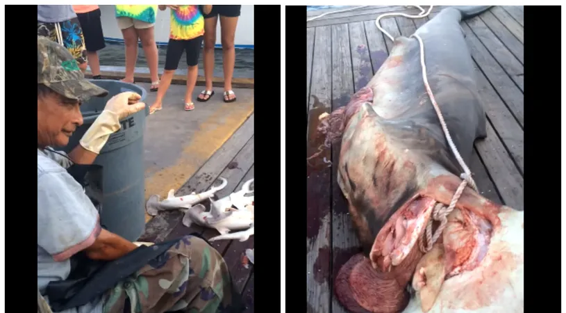 Cata cruzime! Au ucis un rechin ciocan si i-au taiat burta! Cand au vazut ce avea inauntru au ramas masca!