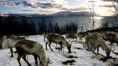 Norvegia va omori 2.000 de reni pentru un scop nobil! Ce maladie incearca sa eradice statul