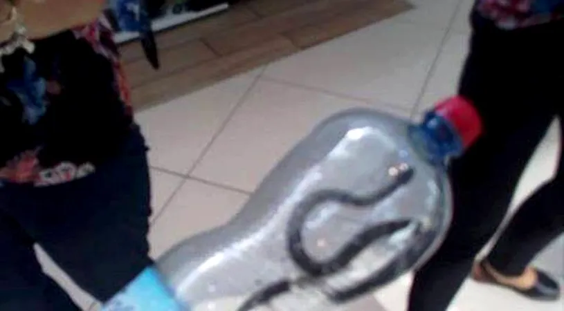 Scene ireale în Târgu-Jiu! S-a descoperit un șarpe într-un mall din Târgu-Jiu