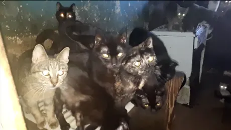 41 de pisici tinute pe intuneric intr-o bucatarie de 8 metri patrati, intr-un apartament din Sectorul 6, de mai bine de 15 ani VIDEO