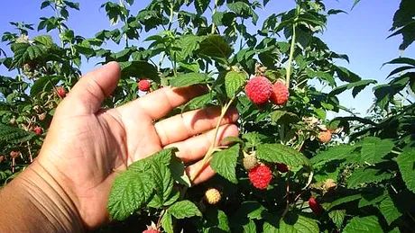 Cultura de zmeura e preferata agricultorilor! Un fermier a investit 50 de euro si a scos profit 15.000 de euro