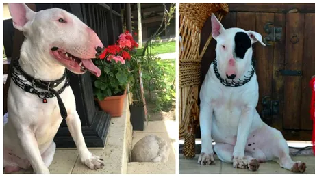 Hashtag The Dog, povestea unui caine inedit! A fost salvat de la stapanii sai si acum invata totul de la zero