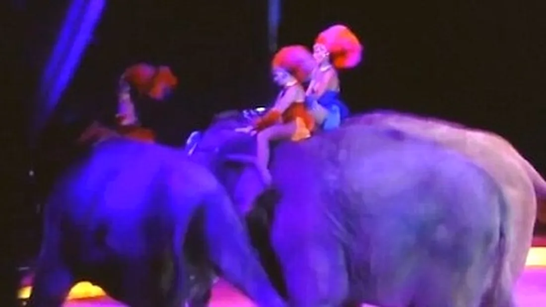 Moment terifiant in timpul unui spectacol de circ! Un elefant aproape ca a lovit spectatorii VIDEO