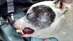 Galerie foto - Poza #4