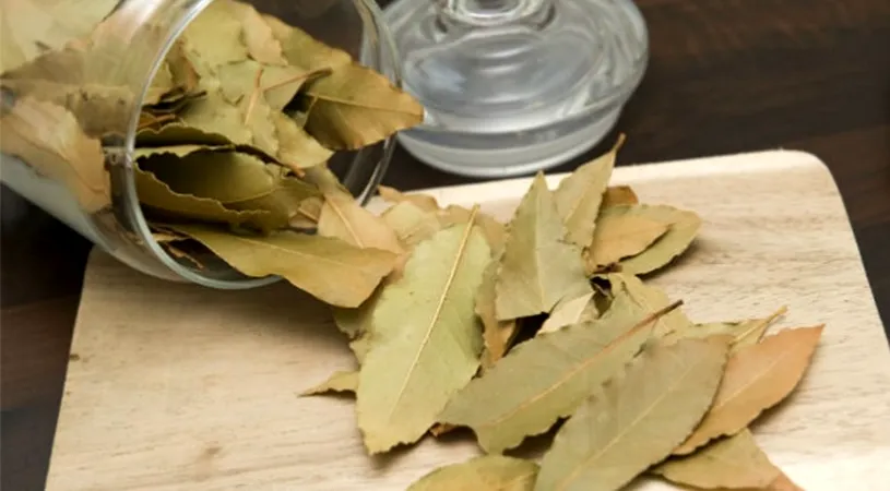 Frunzele de dafin ne scapă de varice, dureri articulare, dureri de cap, pierderi de memorie și altele