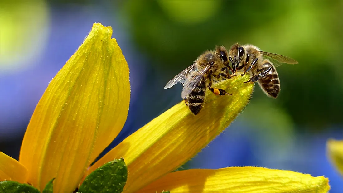 Revoluționar! Albine „dresate” să depisteze infecţiile cu COVID-19