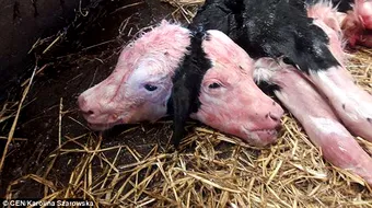 Vitelul cu doua capete nascut astazi a socat pe toata lumea! Arata incredibil, dar la cateva ore de la nastere… Ce ciudatenie!