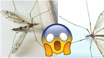 Cel mai mare tantar din lume! Ce dimensiuni are si unde a inceput sa se inmulteasca. E un MUTANT! VIDEO