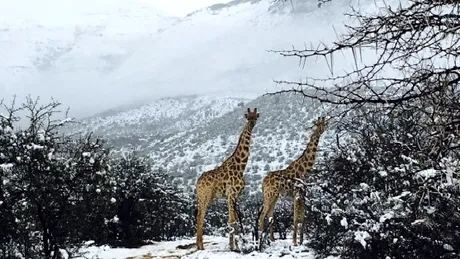 Africa inzapezita! Vezi poze cu girafe, antilope si elefanti in zapada VIDEO