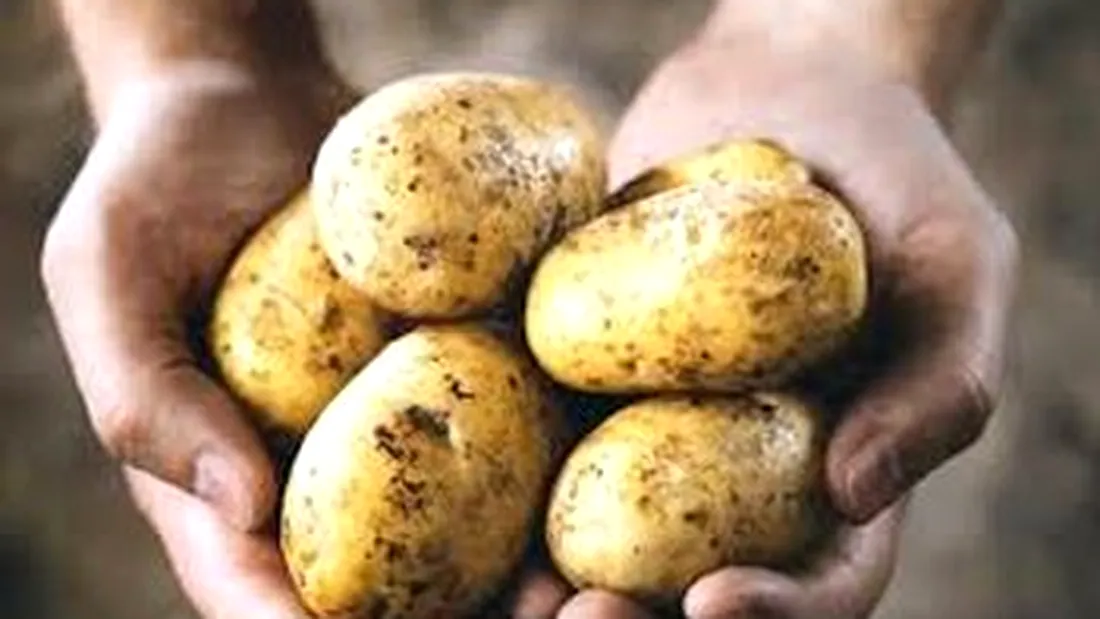 Cum alegem cei mai sanatosi cartofi: specialistii explica care sunt soiurile de care trebuie sa ne ferim