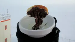 Galerie foto - Poza #4