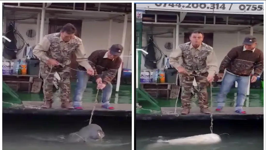 Doi pescari au prins un somn de 80 de kilograme pe Dunare! Imaginile incredibile cu captura uriasa! VIDEO