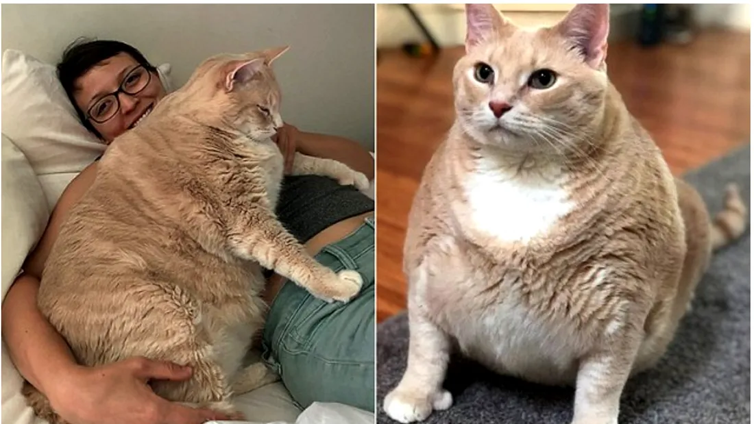 E una dintre cele mai grase pisici din lume si tocmai a intrat la dieta! Are 15 kilograme si este obeza!